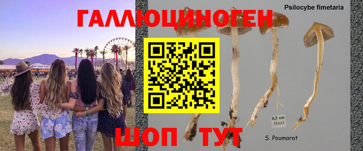купить наркотики сайты  Вход с VPN  Елабуга  Галлюциногенные грибы Magic Shrooms 